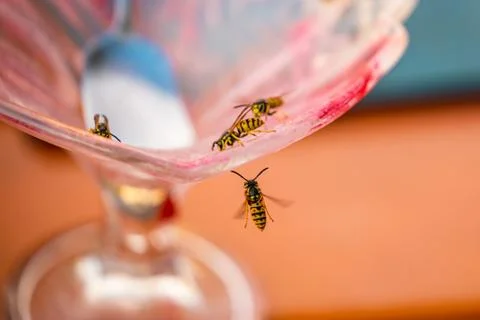 Many wasp flying on an empty ice cream cup in the summer Stock Photos