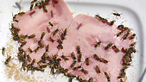 Many wasps eating cooked ham. 8K resolution. Stock Footage 218142895