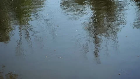 Many water strider beetles move along the surface of the water in a lake Stock Footage 284622979