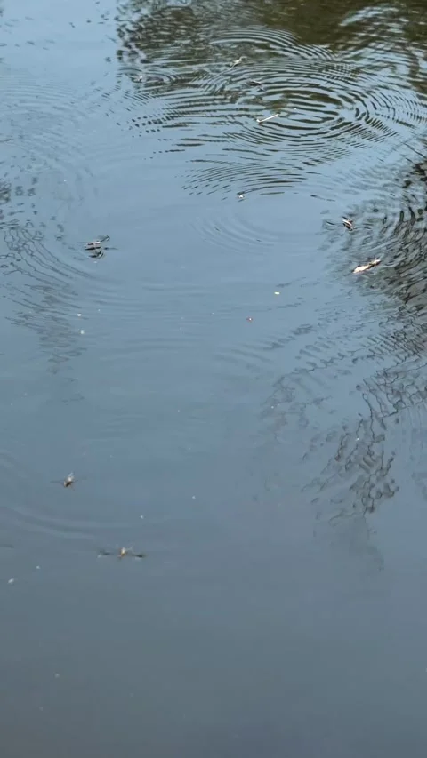 Many water strider beetles move along the surface of the water Stock Footage 341658888