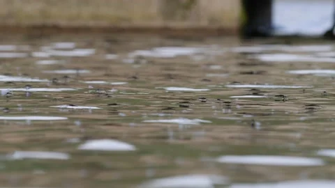 Many Water Striders on Lake Surface Seen From Side Stock Footage 201552249