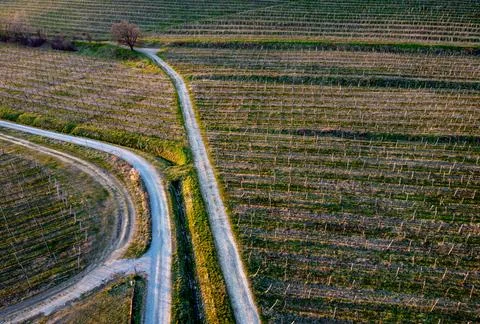 Many Ways in Vineyards Before Sunset Stock Photos