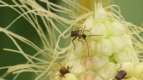 Many western corn rootworms eating green corn cob in extreme close up, 스톡 동영상 163945048