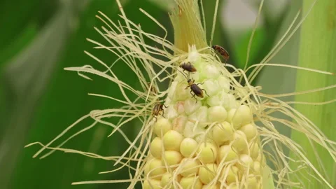 Many western corn rootworms eating green corn cob in close up, destroying 스톡 동영상 163945139
