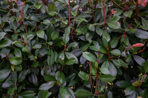 Many wet dark green leaves of bushes. Stock Photos