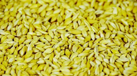 Many wheat &amp; cereal seeds. 库存影片 11069505
