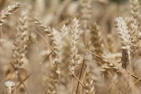 Many wheat plants in fall ready for harvesting in autumn Stock Photos