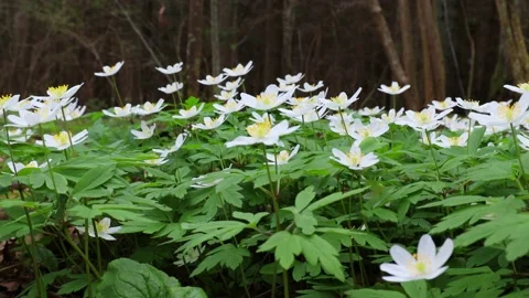 Many white anemone nemorosa flowers blooming Stock Footage 239846053