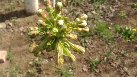 Many White Buds of Cherry Tree Prunus avium - Close Up Stock Footage 89326892