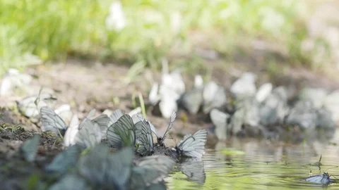 Many white butterflies, slow motion Stock Footage