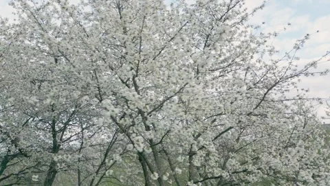 Many white cherry flowers Stock Footage 251548461