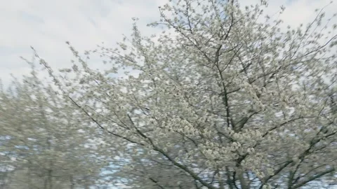 Many white cherry flowers Stock Footage 251791269