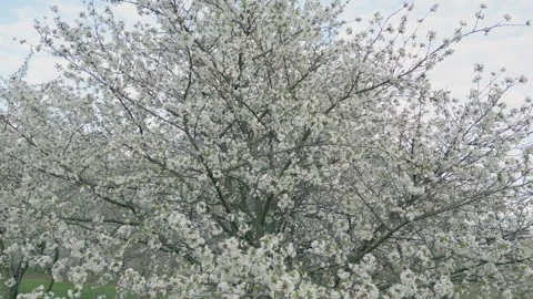 Many white cherry flowers Stock-Footage 253552267