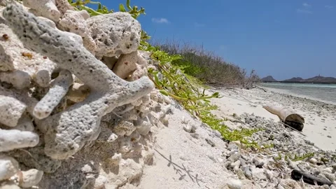 Many white corals piled up on shore  beach forming white sand by remains Vidéo 255014985