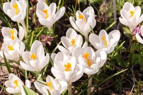 Many white crocuses on ground Foto stock