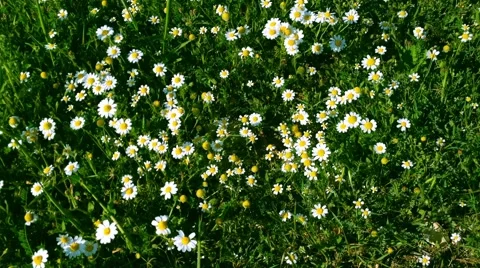 Many white daisies Stock Footage 47971609