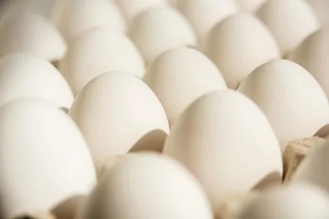 Many white eggs in rows Stock Photos