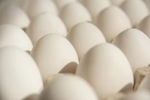 Many white eggs in rows Stock Photos