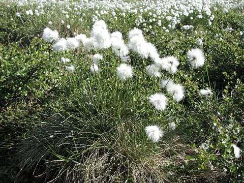 Many white flowers on green grass. Stock Photos