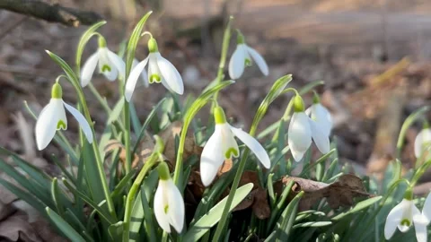 Many white flowers of snowdrops Stock Footage 304609546