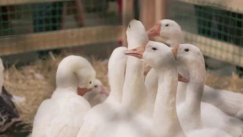 Many White Geese Video stock 81496255