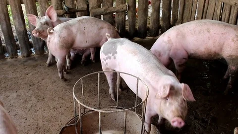 Many white pig on a farm. Stock Footage 77743696