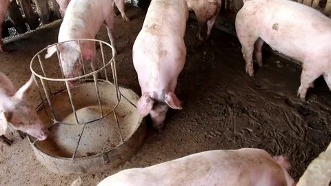 Many white pig on a farm. Stock Footage 77743732