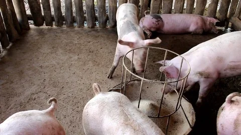 Many white pig on a farm. Stock Footage 77743792