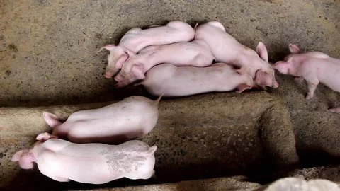 Many white pig on a farm. Stock Footage 77743797