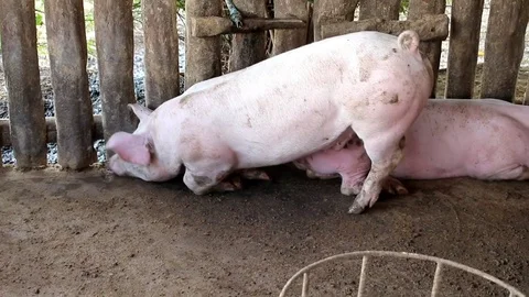 Many white pig on a farm. Stock Footage 77743974