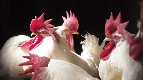 Many white rooster in a dark barn on a farm. dark background. Beautiful domestic Stock Footage 238689942