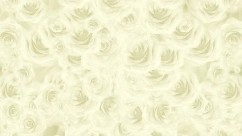 Many white rose buds fall down, loop background Stock Footage 103183218
