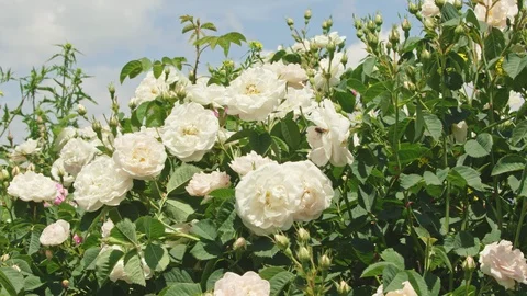 Many white rose stems with unopened buds  Stock-Footage 121558337