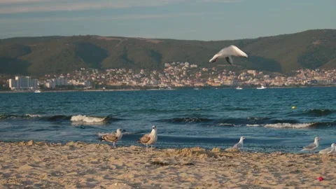 Many white sea gulls Stock Footage 290481990