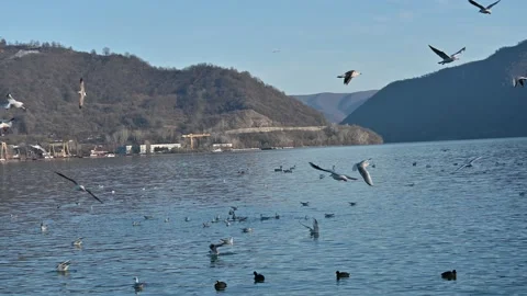Many white seagulls flying over the water. Stock Footage 168679977