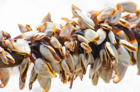Many white shells on bamboo and sea. Stock Photos