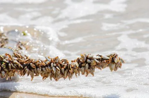 Many white shells on bamboo and sea. Stock Photos