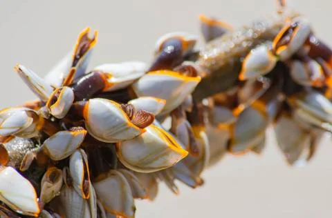 Many white shells on bamboo and sea. Stock Photos