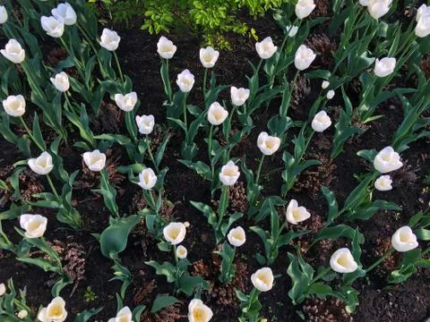 Many white tulips Stock Photos