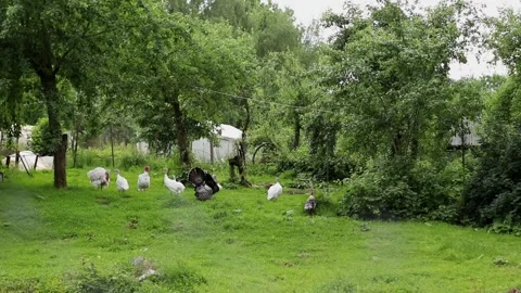 Many White Turkeys and Big Turkeycock Walking on Bird Yard on Organic Farm Stock Footage 277639050