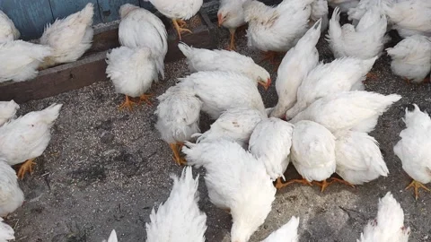 Many white young hens and cockerels walk in the open area Stock Footage 194765563