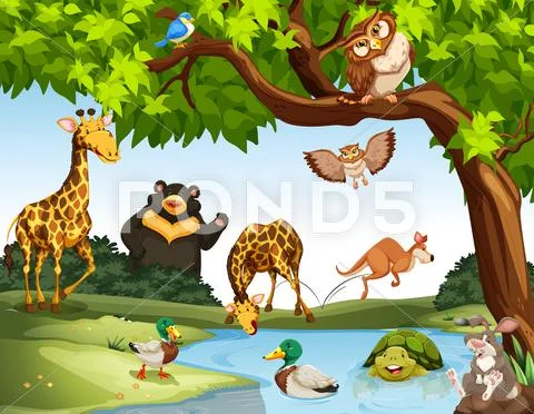Many Wild Animals In The Park