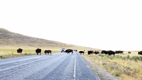 Many wild bison herd crossing road in Antelope Island State Park in Utah Stock Footage 120605076