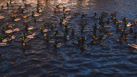 Many wild ducks float in a pond at sunset. Beautiful nature wildlife 4k Stock Footage 88905633