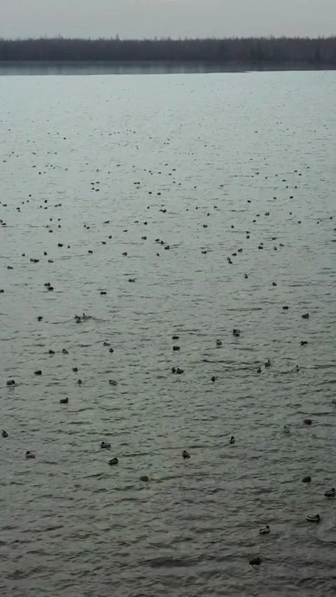 Many wild ducks swimming on a large calm lake Stock Footage 334169333