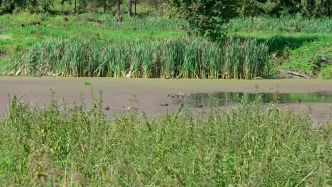 Many wild ducks on the water Stock Footage 318226744