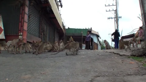 Many wild macaques run along the road - right at the feet of a Thai woman 库存影片 112999848