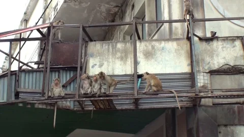 Many wild monkeys run around the old building. City of Lopburi. Thailand 库存影片 112999721