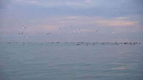 Many Wild Seabirds Floating and Hunt in Ocean Water Stock Footage 306622759