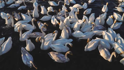 Many wild swans diving and eating corn grain on the lake. Sunny weather 4k Video stock 88934341